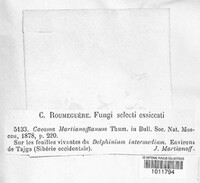 Puccinia martianoffiana image